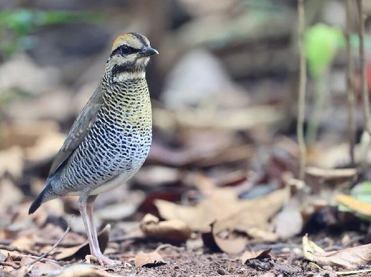 Bare-faced Bulbul on limestone cliff – Nam Et-Phou Louey (Laos)